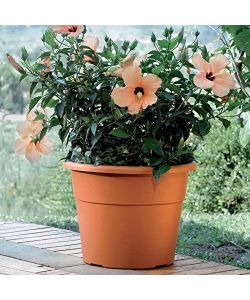 Bama Vaso Hedera da 45cm in Plastica - Colore Terracotta