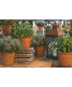 Bama Vaso Hedera da 45cm in Plastica - Colore Terracotta