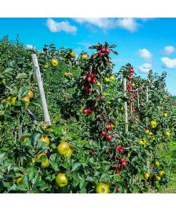 Concime Liquido Flortis Sangue di Bue 1150 g - Crescita Rapida per Fiori, Ortaggi e Frutti