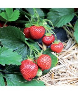 Concime Liquido Flortis Sangue di Bue 1150 g - Crescita Rapida per Fiori, Ortaggi e Frutti