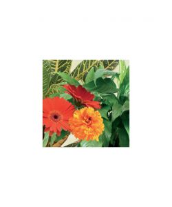 Flortis Concime Universale Liquido - Nutrizione Bilanciata 1Kg