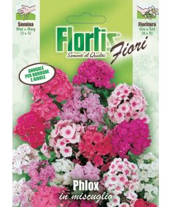 Mix di fiori Phlox - Pianta annuale per bordure - 20-40 cm