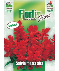 Salvia - Pianta annuale ornamentale fiori rosso scarlatto altezza 40-50 cm
