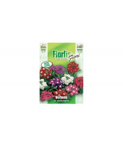 Verbena A Grandi Fiori