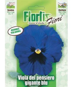 Viola del Pensiero Gigante Blu - Pianta Biennale 15 cm