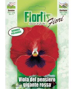 Viola del Pensiero Gigante Rossa - Pianta Biennale Fiori Grandi - 15 cm