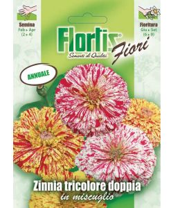 Zinnia Tricolore Doppia - Pianta Annuale con Grandi Fiori - 70-80 cm