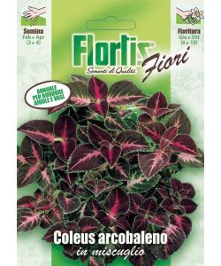 Flortis Sementi Coleus Arcobaleno Mix - Pianta annuale ornamentale