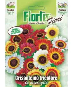 Crisantemo Pianta annuale tricolore con fiori grandi centro viola 60-70 cm