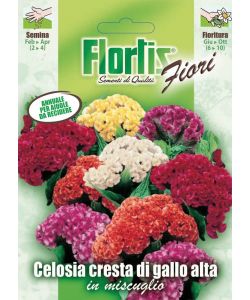 Celosia Cresta di Gallo Mix - Semi fioritura piumosa - Altezza 40 cm