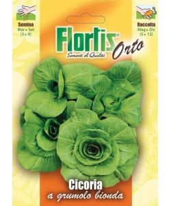 Sementi Orto Cicoria A Grumolo Bionda - Pronte per Semina