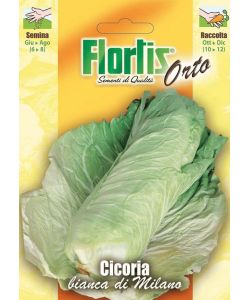 Flortis Semi Cicoria Bianca di Milano 20g - 10 buste per semina estiva