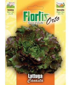 Orvital Lattuga Marvilla - Foglie verdi ricci croccanti con ciuffo rosso