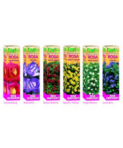 Floris Arbusto Rose Rampicanti ed Extracolor - Decorazione Muri h 1,4m