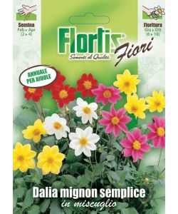 Flortis Sementi Dalia Mignon Semplice in Miscuglio - Fioritura Prolungata
