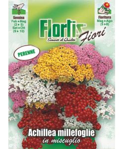 Achillea perenne fiori colorati infiorescenze ombrello 40 cm