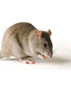 Flortis Esca Attrattiva per Topi - 100gr