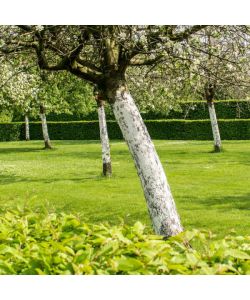 Flortis Calce Idrata per Orto e Giardino - 500gr