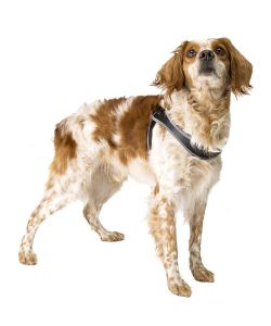 Ferplast Pettorina per Cane Ergonomica Regolabile in Nylon Nero