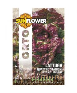 Sementi Lattuga Quattro Stagioni         Sunflower