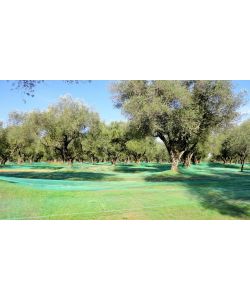 OLIVARI Rete per Olive - Verde - 50Mt H4