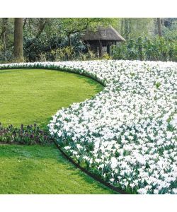 Verdemax Bordura Flessibile Ornamentale con 15 Picchetti - 5m x H5cm