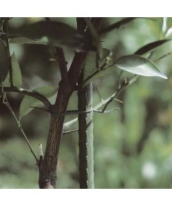 Verdemax Tutore Piante Acciaio Plastificato Verde Effetto Bamboo 210cm