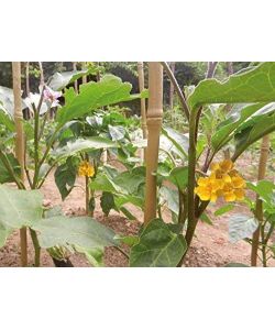 Verdemax Paletto Bambù 150 cm diam. 22/24 mm Colore Naturale Resistente