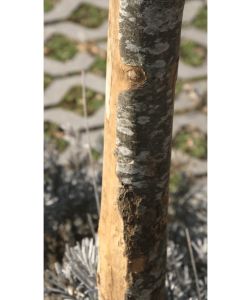 ALCE Pali Tondi in Castagno Semiscortecciato 3-5x150 cm - Pack 6 Pezzi