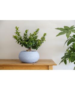 Ciotola Bali 51x25 cm Colore Polvere - Vaso Decorativo Effetto Corda