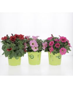 Petunia Surfina vaso 14cm