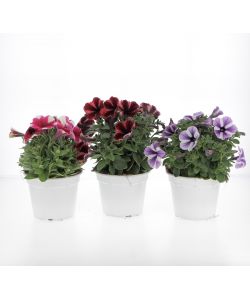 Petunia Surfina vaso 14cm