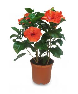 Hibiscus Colorati in Vaso da 14 cm - Ideali per Interni ed Esterni