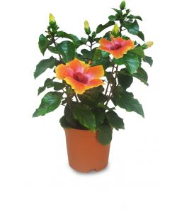 Hibiscus in vari colori e vaso 14