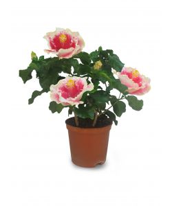 Hibiscus Colorati in Vaso da 14 cm - Ideali per Interni ed Esterni