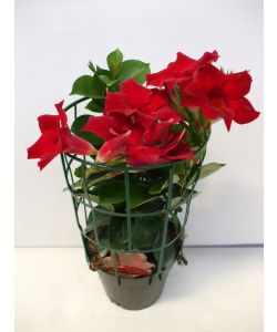 Floratoscana Dipladenia - Pianta Fiorita Colorata in Vaso 14 cm