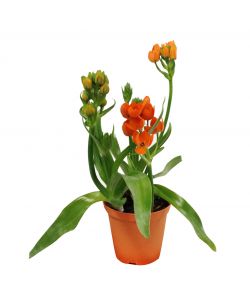 Vaso con Ornitogallo arancio