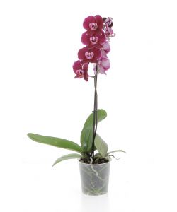 Orchidea Phalaenopsis 1 ramo