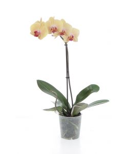 Orchidea Phalaenopsis 1 ramo