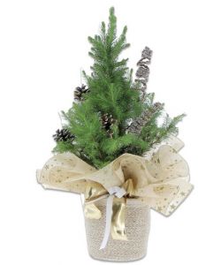 Piccolo Albero di Natale in Cesto Regalo - Vera Picea Conica - 17 cm