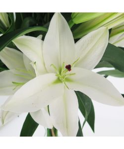 Bouquet Oriental White 7 Steli