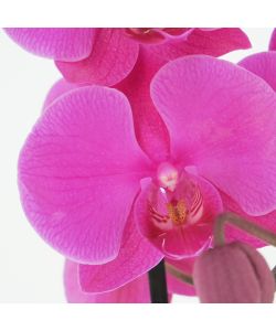 Phalaenopsis rosa 2 rami con coprivaso in ceramica