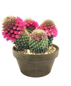 Cactus mix