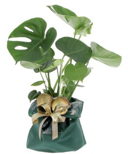 Monstera Deliciosa Pianta Sempreverde in Confezione Regalo - Vaso 17 cm