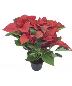 Stella di Natale in Vaso da 14 cm - Fiori Natalizi