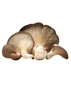 Substrato Coltivazione Funghi Cardoncello - In Scatola