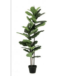 Bizzotto Set 2 Piante Ficus Lyrata H145 con Vaso in Plastica