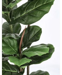 Bizzotto Set 2 Piante Ficus Lyrata H145 con Vaso in Plastica