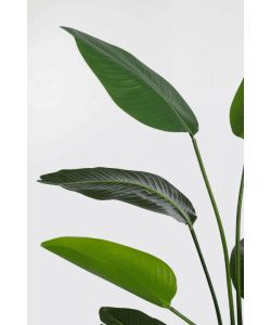 BIZZOTTO HOMEMOTION Pianta artificiale Strelitzia 150 cm vaso nero
