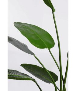 BIZZOTTO HOMEMOTION Pianta artificiale Strelitzia 150 cm vaso nero